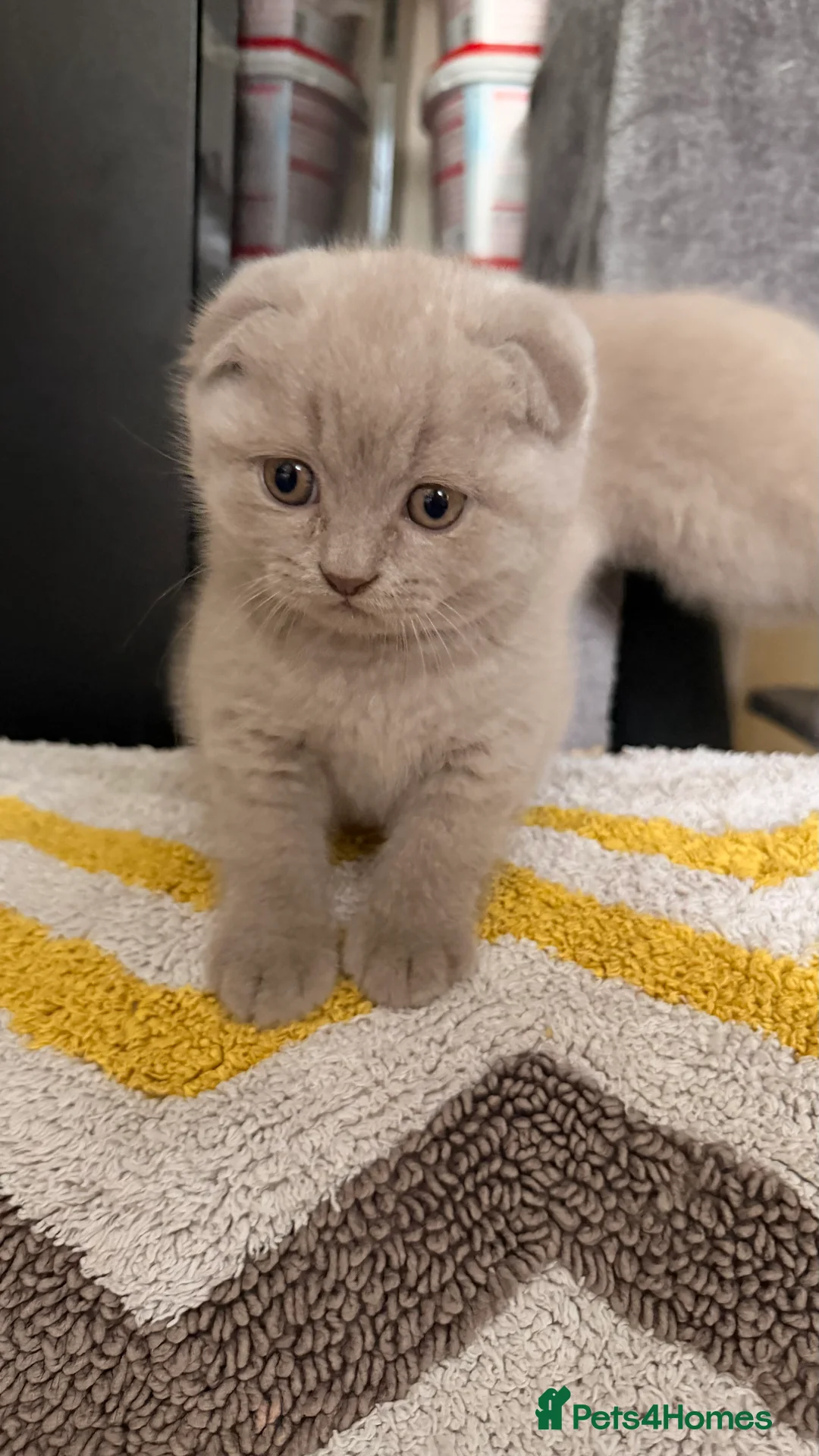 British Shorthair cats for sale: British Short hair and Scotish Fold - Advert 7