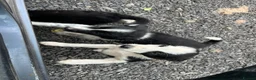 Border Collie dogs for sale: 1 cute border collie pup left, Ready to go now!  - Advert 9