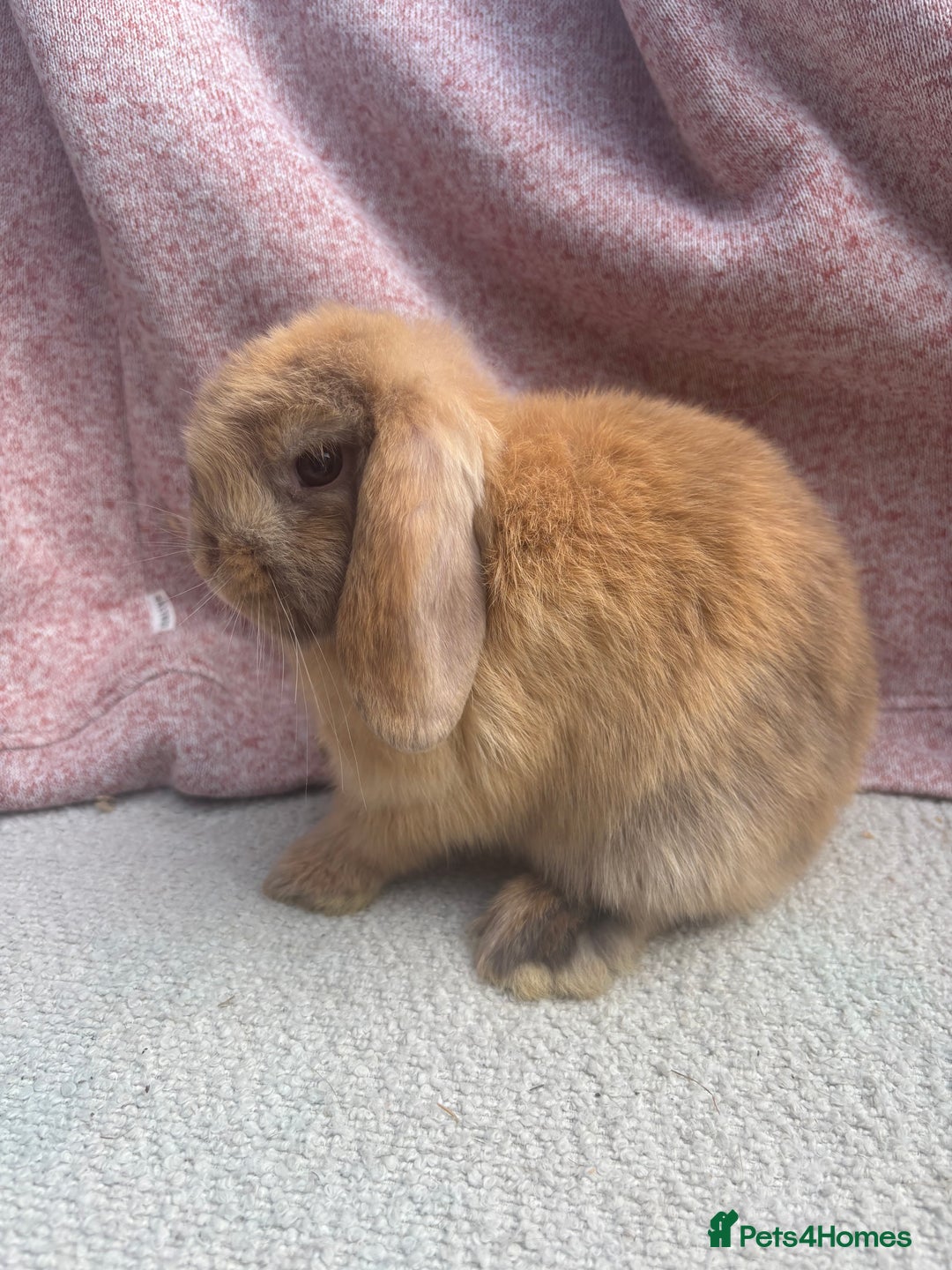 Mini Lop rabbits for sale: Pure bred mini lops - ready to leave  - Image 6
