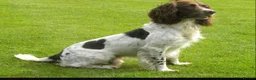 English Springer Spaniel dogs for sale: FTCH Sired Springer Spaniel Puppies - Advert 2