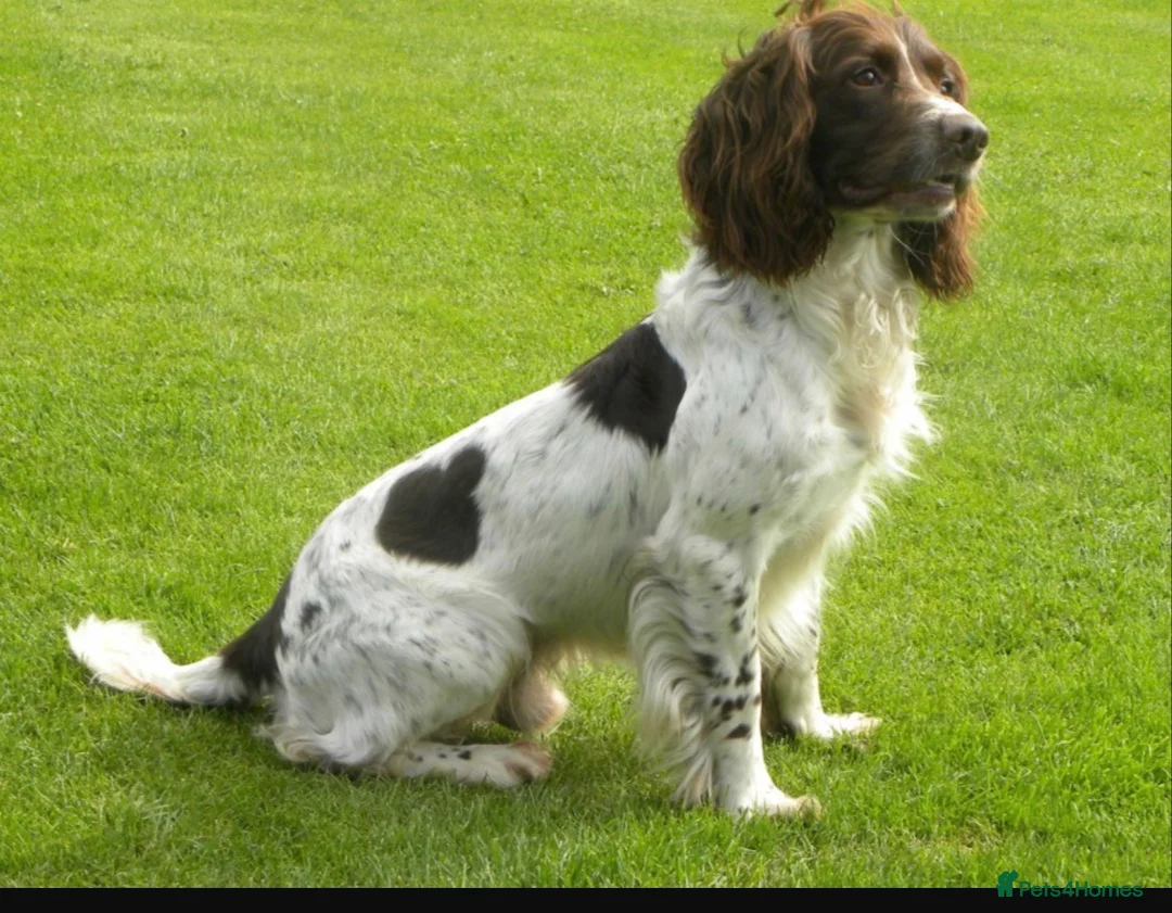 English Springer Spaniel dogs for sale: FTCH Sired Springer Spaniel Puppies - Advert 2