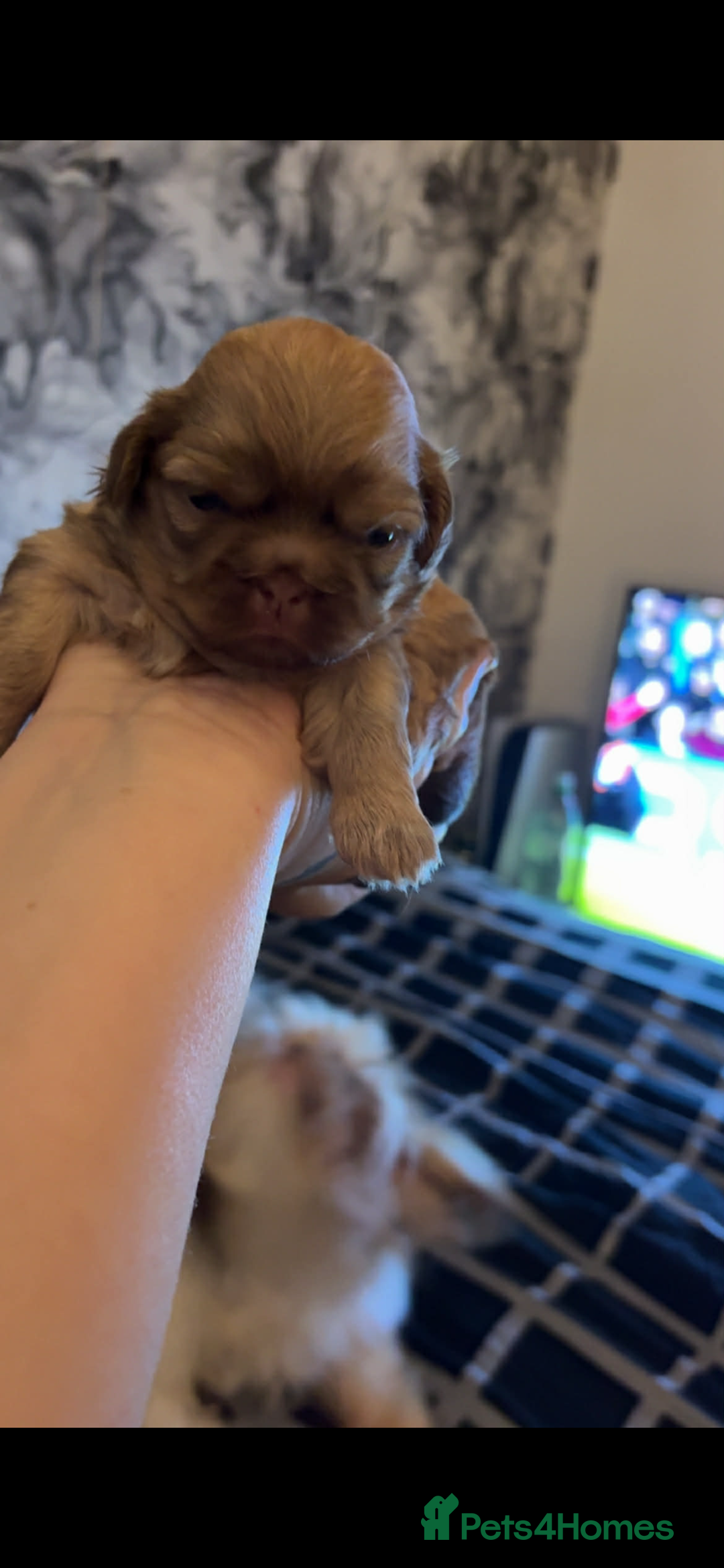 Shih Tzu dogs for sale: Shih Tzus puppies - Advert 1