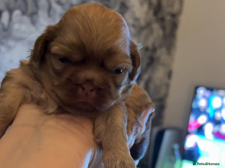 Shih Tzu dogs Shih Tzus puppies - Advert 16