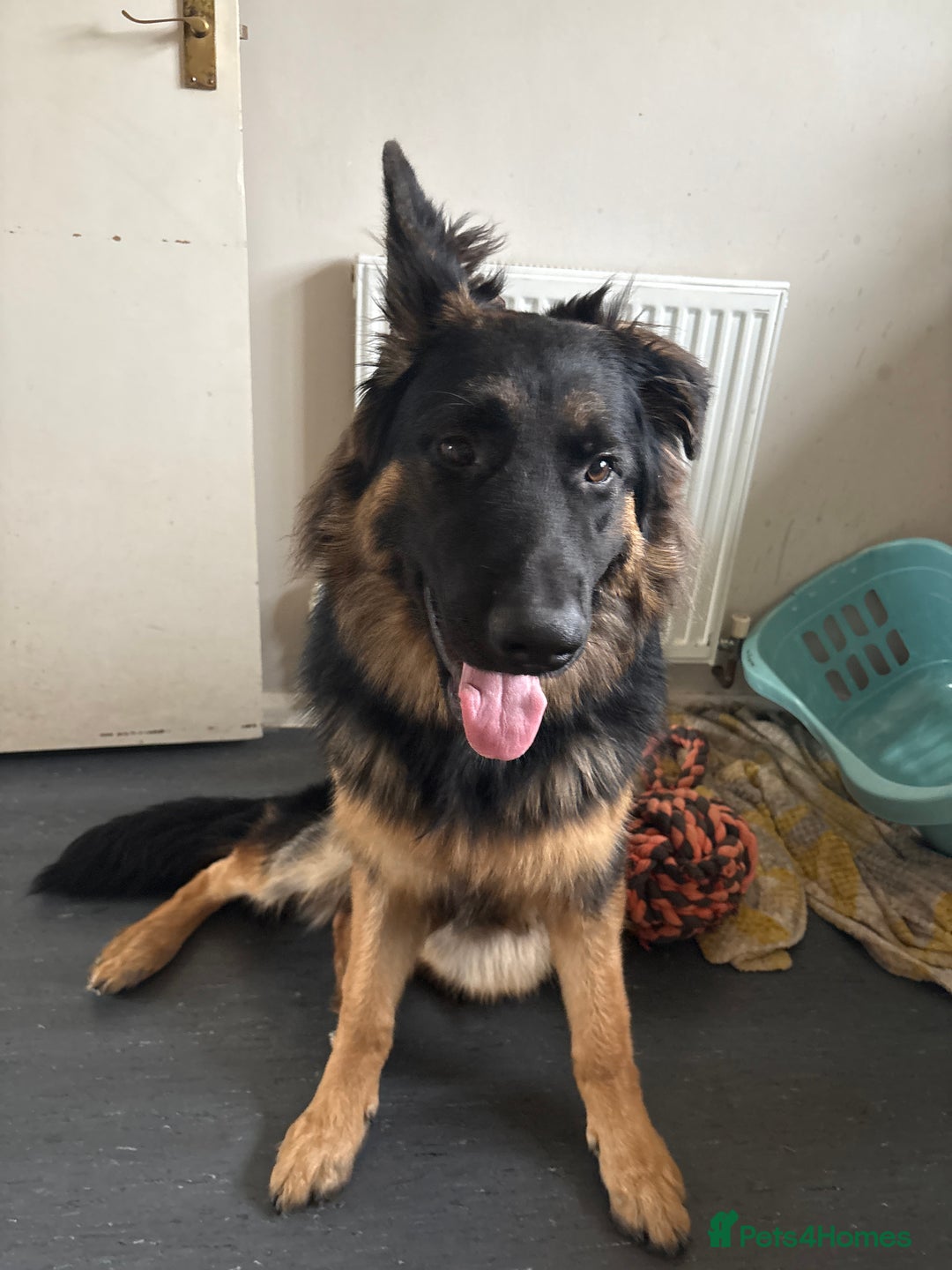 German Shepherd dogs for sale: Rehome 7 month old puppy  - Image 3