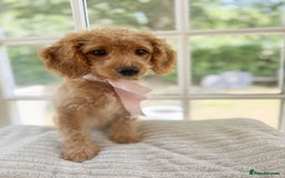 Cavapoo dogs for sale: F1b cavapoo puppies fully vaccinated  - Image 10