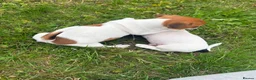 Jack Russell dogs for sale: 5 male Jack Russell puppies ready to go - Advert 10