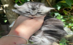Maine Coon cats for sale: Maine coon kittens  - Image 4