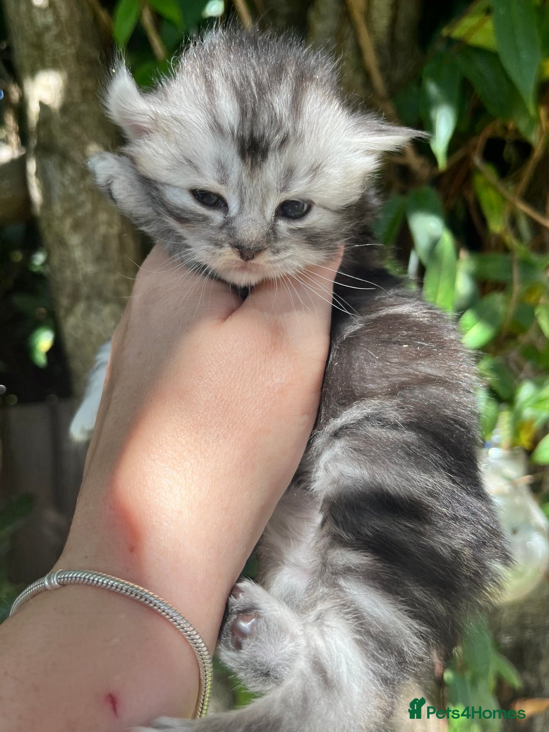 Maine Coon cats for sale: Maine coon kittens  - Image 4