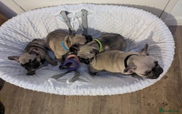 French Bulldog dogs for sale: French Bulldog Puppies  - Image 2