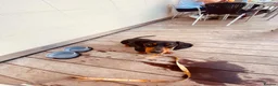 Dachshund dogs for sale: Dog to rehome - Advert 9