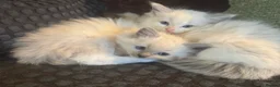 Ragdoll cats for sale: ⭐️ Meet Our Beautiful Ragdoll Babies ⭐️ - Advert 23