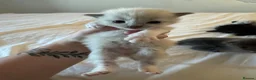British Longhair cats for sale: Longhair kittens - Advert 3