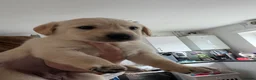 Goldador dogs for sale: Beautiful Goldador Puppies  - Advert 5