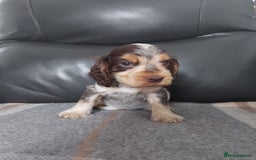 Cocker Spaniel dogs for sale: 8 beautiful kc reg show cocker puppy for sale - Image 2