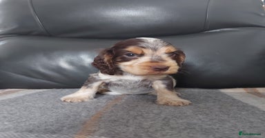 Cocker Spaniel dogs - Advert 14