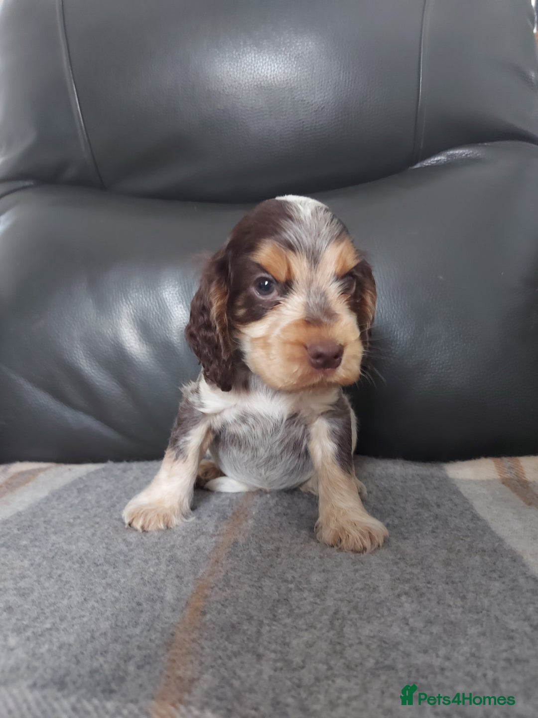 Cocker Spaniel dogs for sale: 8 beautiful kc reg show cocker puppy for sale - Image 2
