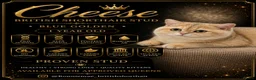 British Shorthair cats for stud: Exquisite blue golden import stud - Advert 2