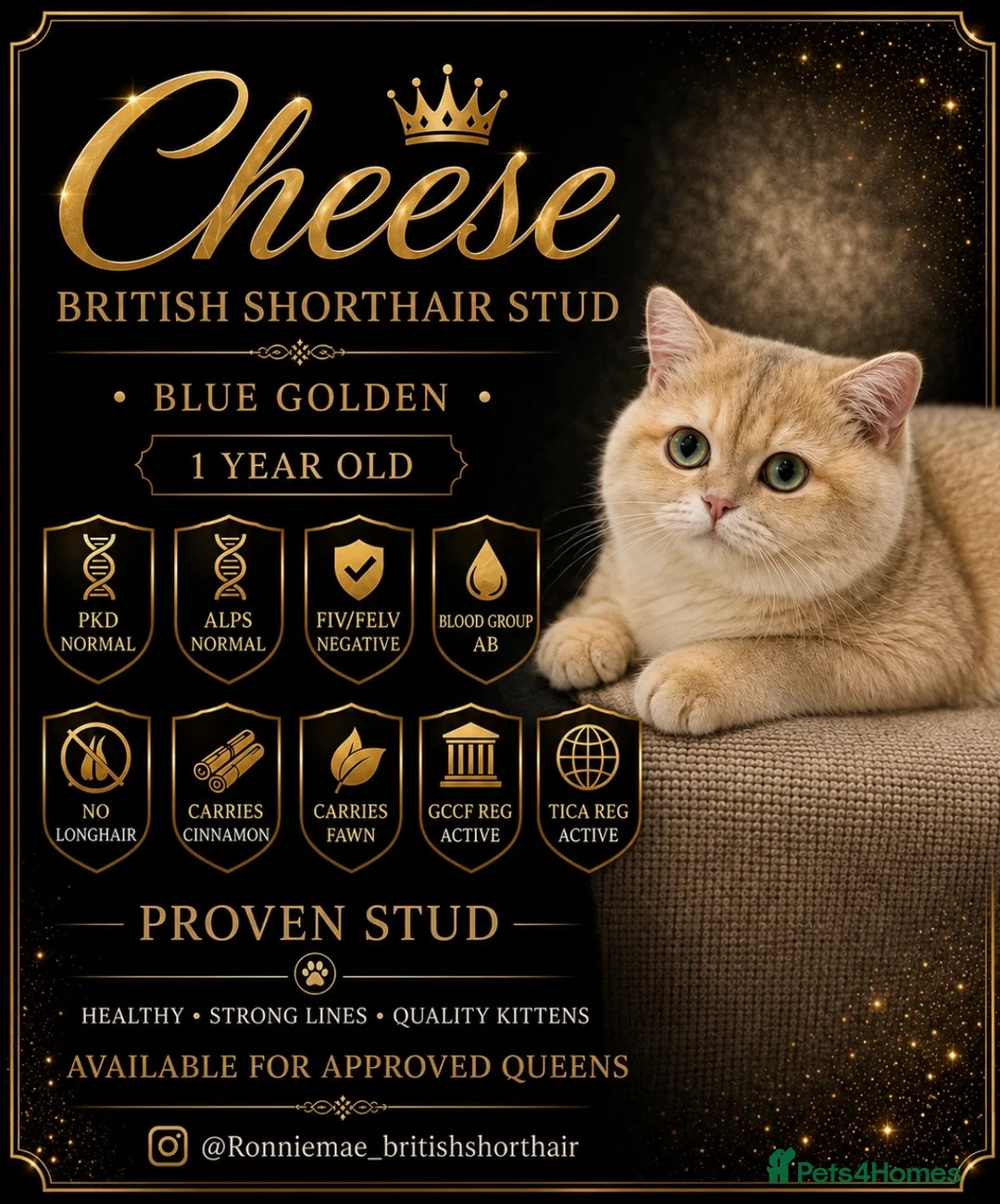 British Shorthair cats for stud: Exquisite blue golden import stud - Advert 2