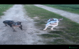 Whippet dogs for sale: Beautiful working whippets  - Image 9