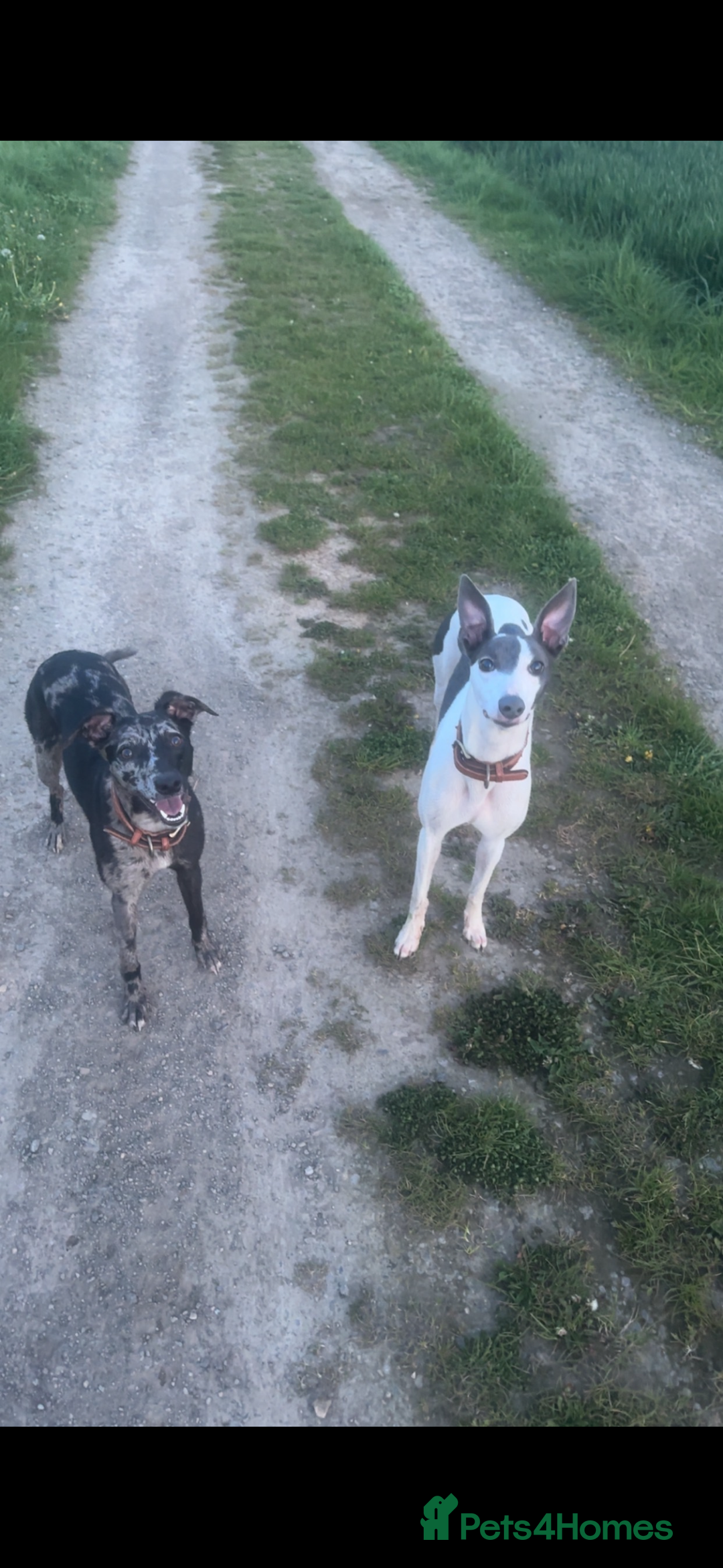 Whippet dogs for sale: Beautiful working whippets  - Image 9