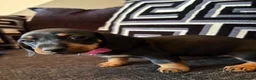 Dachshund dogs for sale: Dachshund puppies ready to go - Advert 4