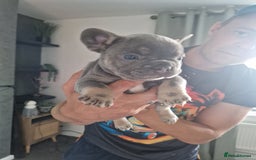 French Bulldog dogs for sale: FROM £1500 French bulldogs 2 FEMALE 3 MALE - Image 6