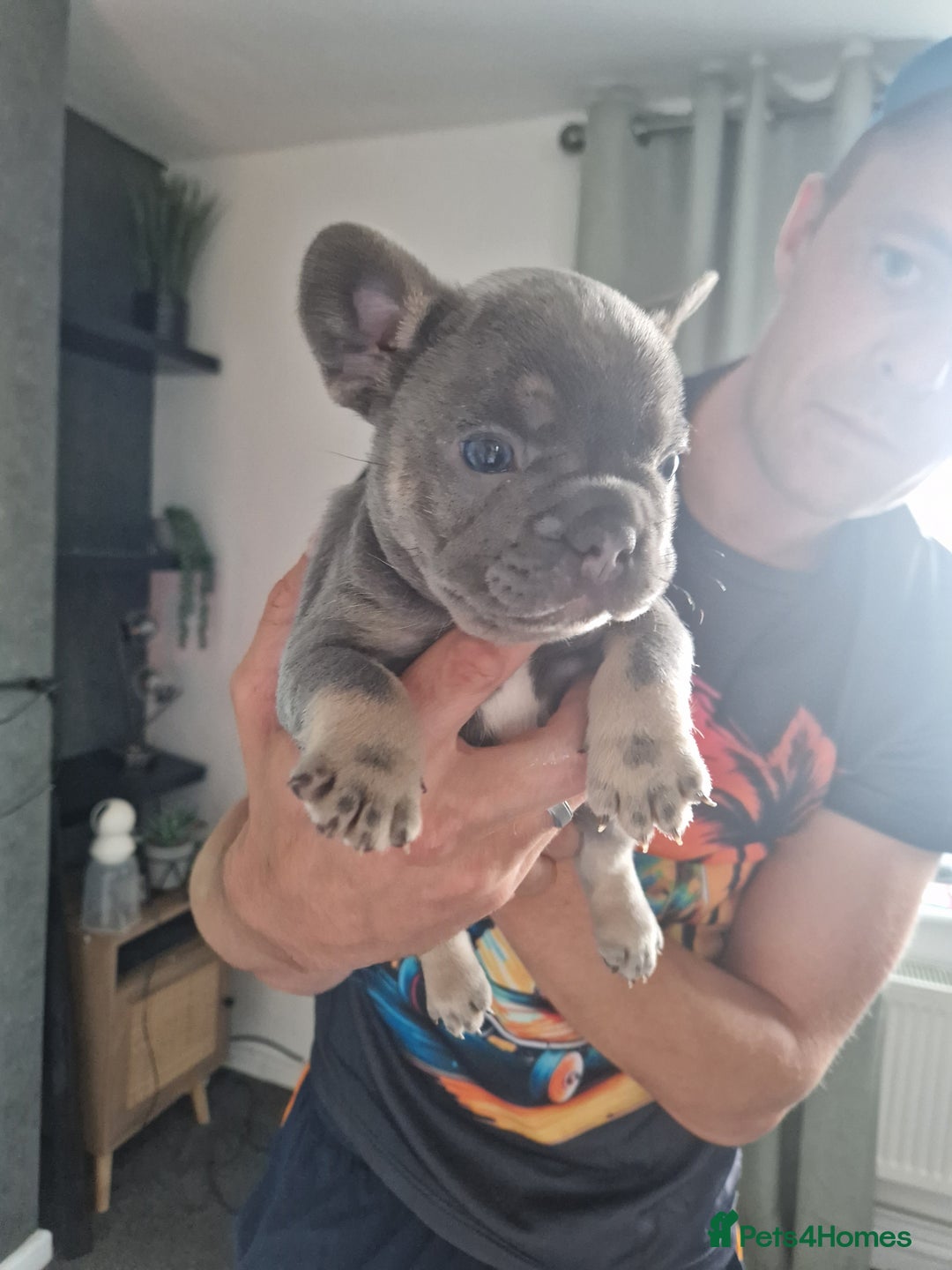 French Bulldog dogs for sale: FROM £1500 French bulldogs 2 FEMALE 3 MALE - Image 6