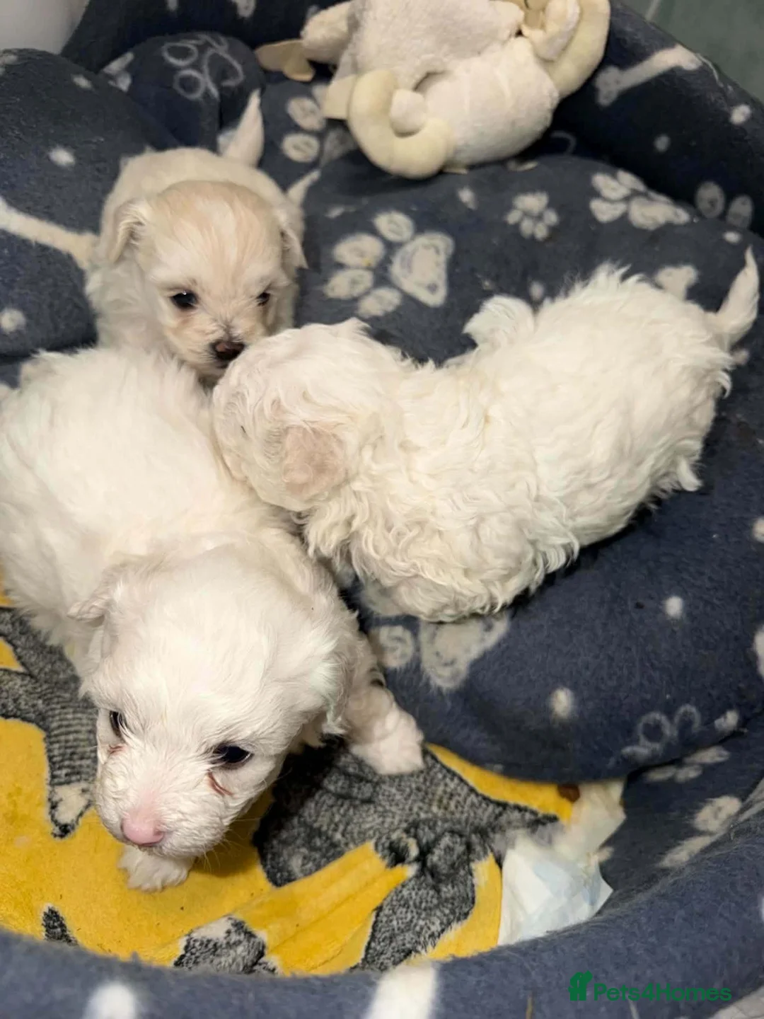 Bichon Frise dogs for sale: 3 Beautifuls puppy Bichon Maltese  - Advert 2