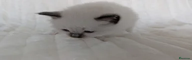 Ragdoll Kitten 2