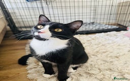Domestic Shorthair cats for adoption: Bonded Pair  in Romford - Image 6