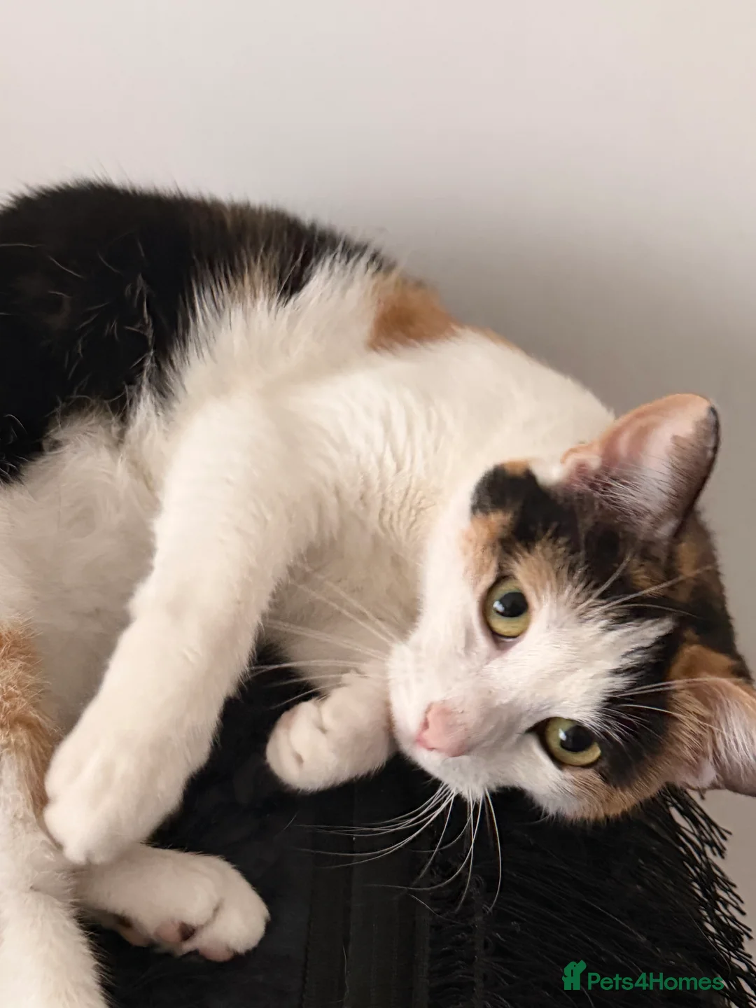 Mixed Breed cats for sale: Female cats from same litter. - Advert 3