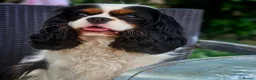 Cavalier King Charles Spaniel dogs for sale: KC CKC Dolly looking for loving lap! - Advert 3