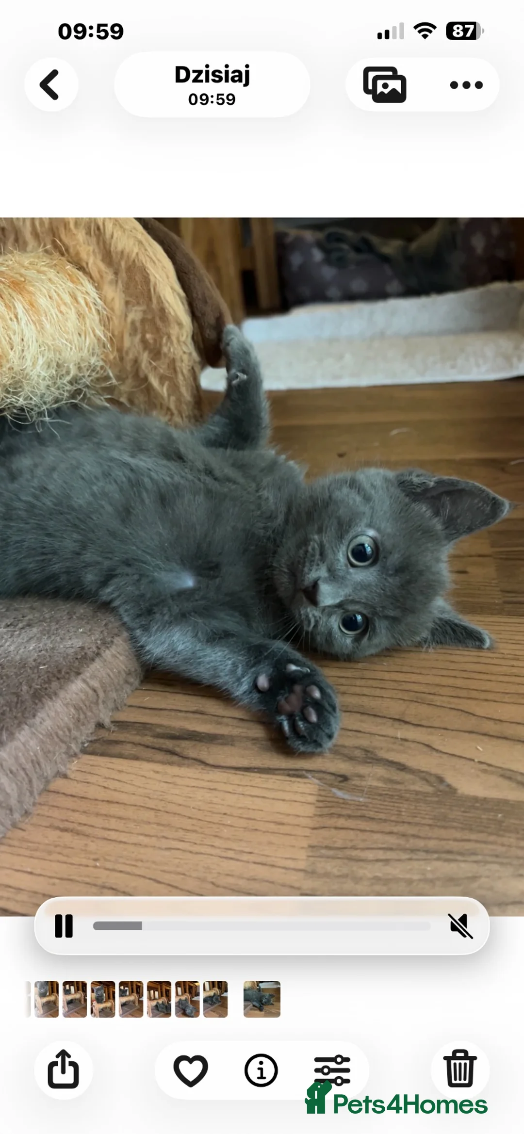 Mixed Breed cats for sale: Adorable Little Boy Looking for His Forever Home! - Advert 2