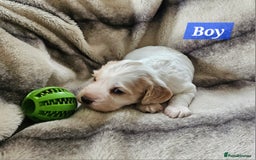 Cocker Spaniel dogs for sale: Goregous Litter of Cocker Spaniel Puppies  - Image 6