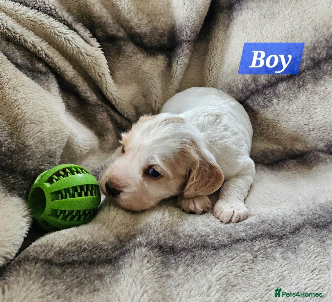 Cocker Spaniel dogs for sale: Goregous Litter of Cocker Spaniel Puppies  - Image 6