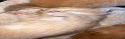 Mixed Breed cats for sale: 2 beautiful ginger boys left  - Advert 4