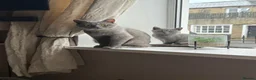 British Shorthair cats for sale: ACTIVE British shorthair  - Advert 3