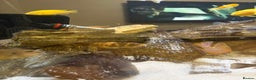 Cichlids fish for sale: Malawi cichlids for sale  - Advert 9