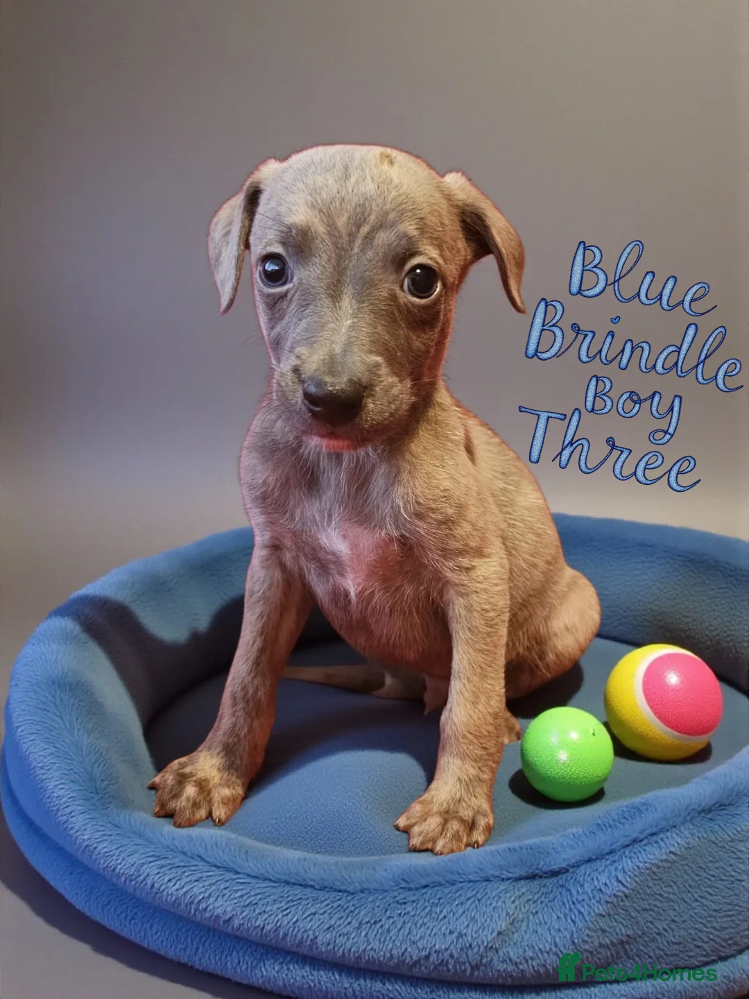 Whippet dogs for sale: Beautiful whippet puppies  - Advert 9