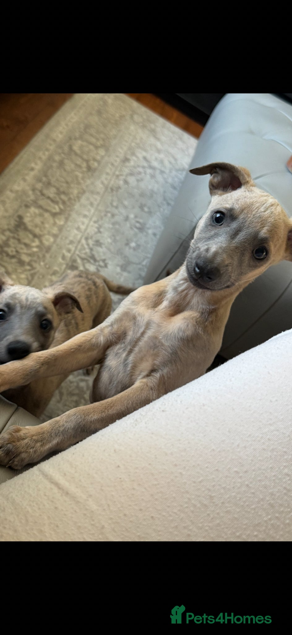 Whippet dogs 6 beautiful blue brindle whippet x Bedlington pups - Advert 2