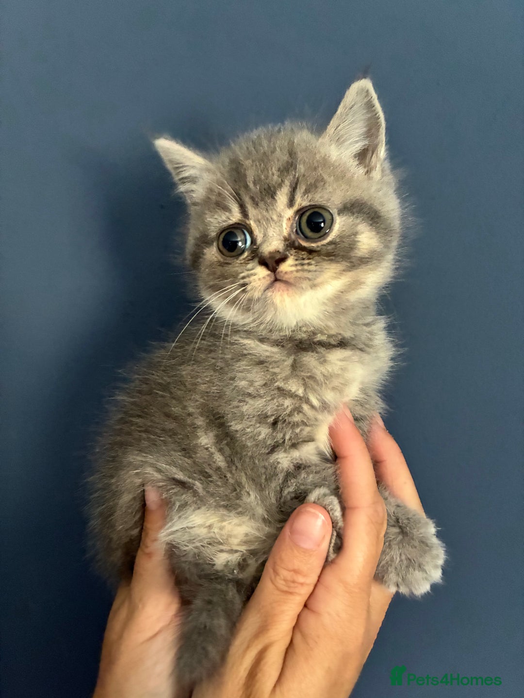 Persian cats for sale:  Persian Himalayan, blue point  - Image 8