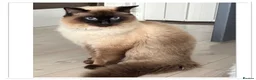 Ragdoll cats for sale: 6 cute pure breed Ragdoll kittens 2 boys 4 girls  - Advert 5