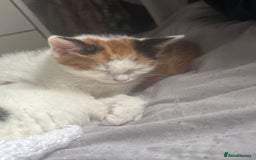 Mixed Breed cats for sale: gorgeous kittens - Image 13