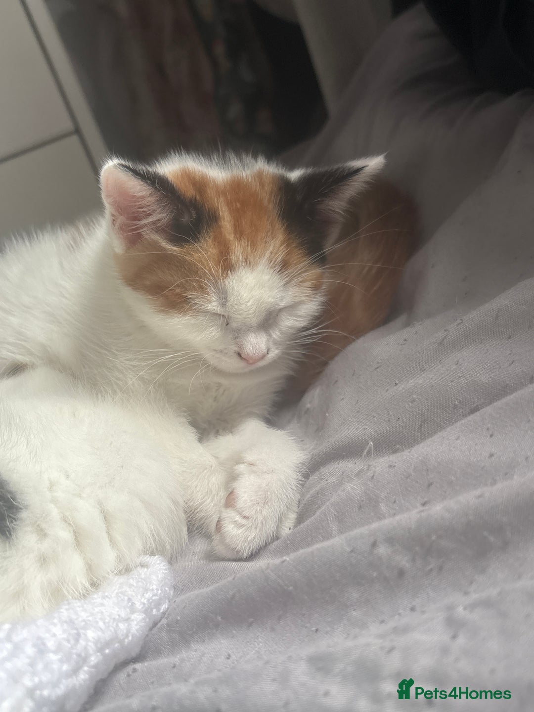 Mixed Breed cats for sale: gorgeous kittens - Image 13