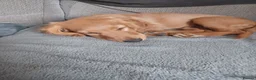 Cockapoo dogs for sale: One F2 miniature cockapoo boy left! Ready now  - Advert 6