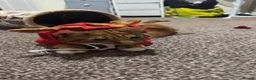 Mixed Breed cats for sale: Playful ginger boy Sheldon needs new loving home in Walsall - Advert 10