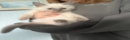 Ragdoll cats for sale: Ragdolls READY NOW  - Advert 4