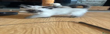 Ragdoll Kitten 2