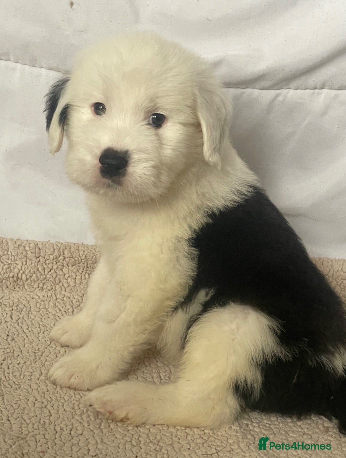 Old English Sheepdog dogs Old English x St Bernard SCOTLAND - Advert 2
