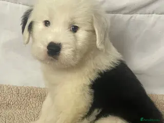 Old English Sheepdog dogs Old English x St Bernard SCOTLAND - Advert 2